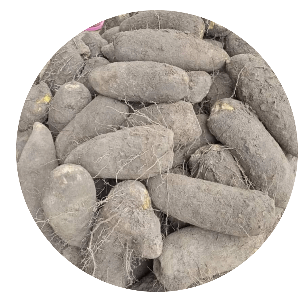 large-benue-yams