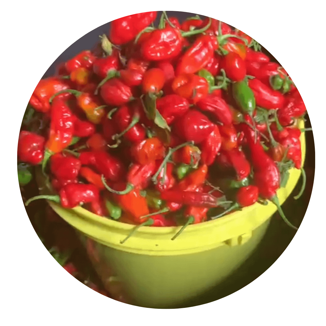 fresh-pepper