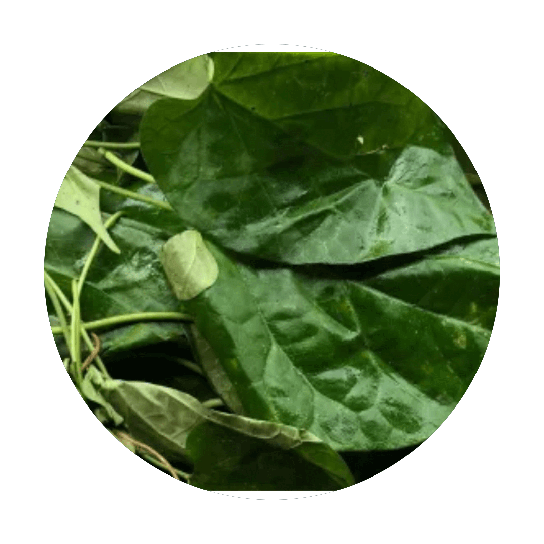 Adusa-leaves