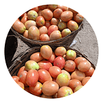 fresh-tomatoes