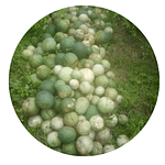 freshly-harvested-melon