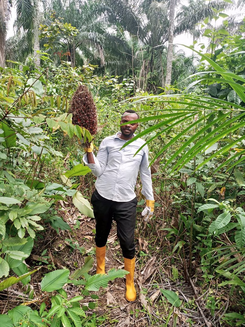 Akwa-Ibom-Palm-Oil-Plantation